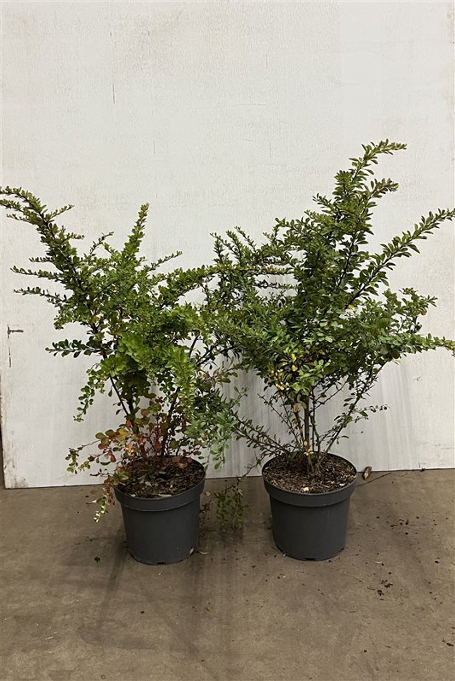 Berberis thunbergii - C7.5 60-80 CM